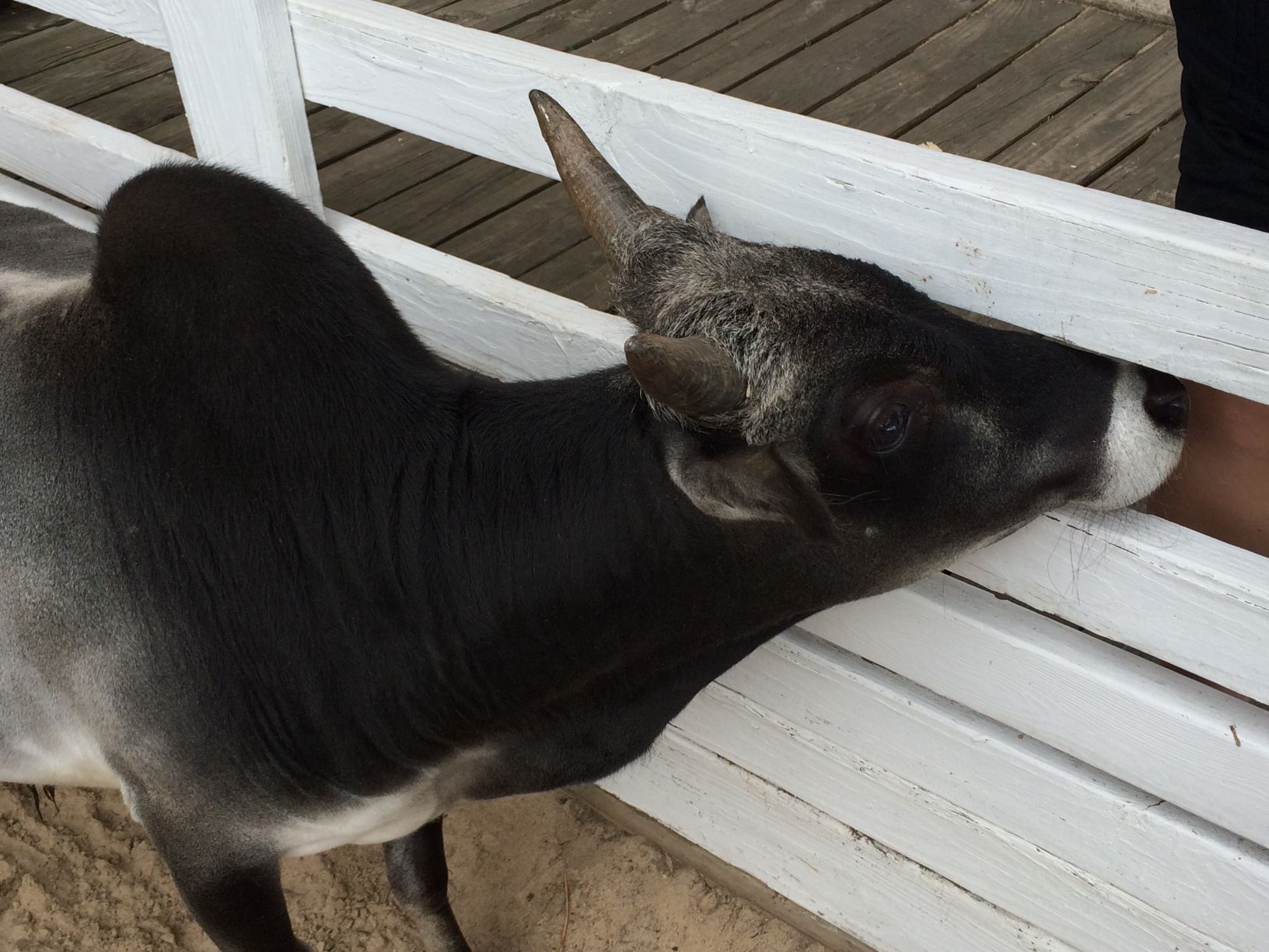 Washington Park Zoo